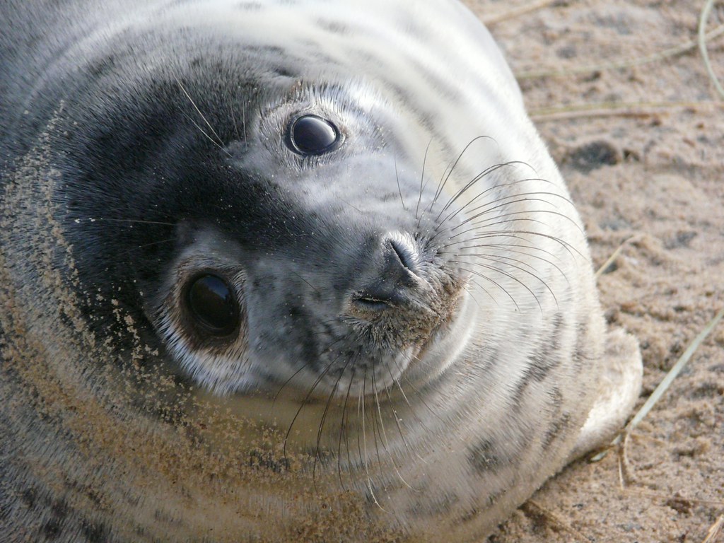 Ten animals that look cute and friendly until they feel threatened