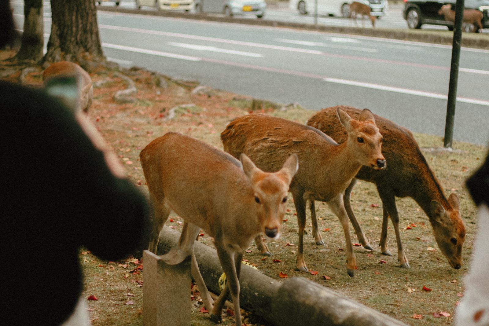 A group of deer peacefully grazing near a road in Nara Park, Japan during winter.