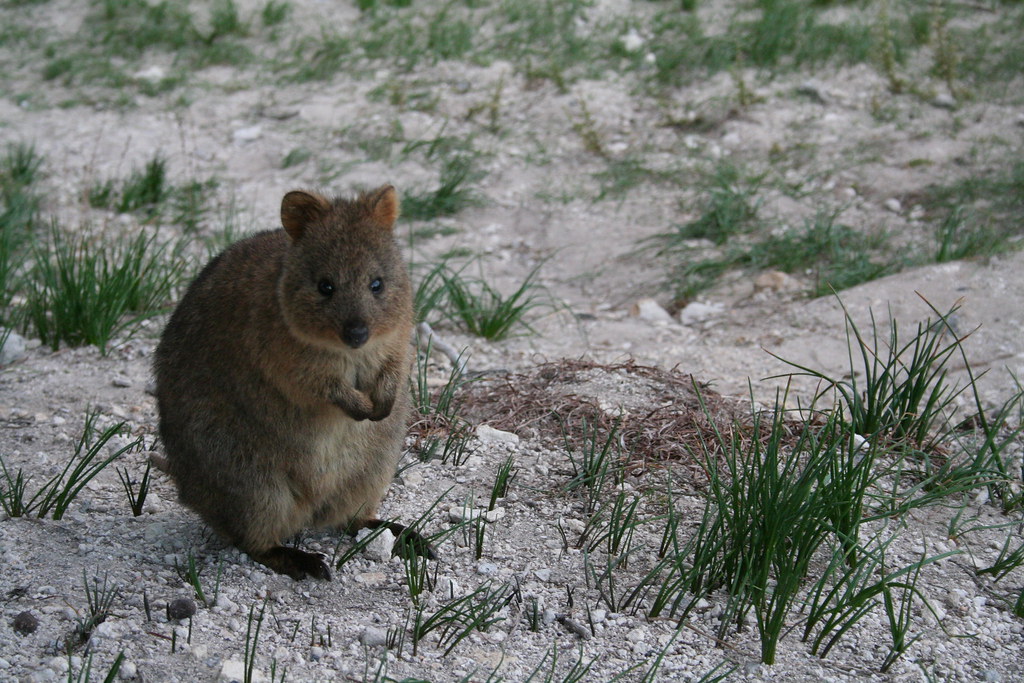 Ten animals that look cute and friendly until they feel threatened