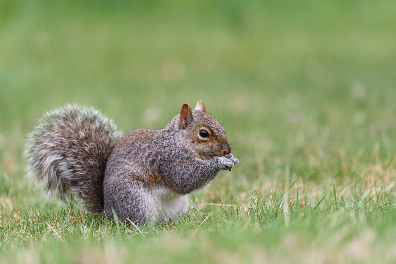 A detailed shot of a gray squirrel sitting in green grass, focused on eating.