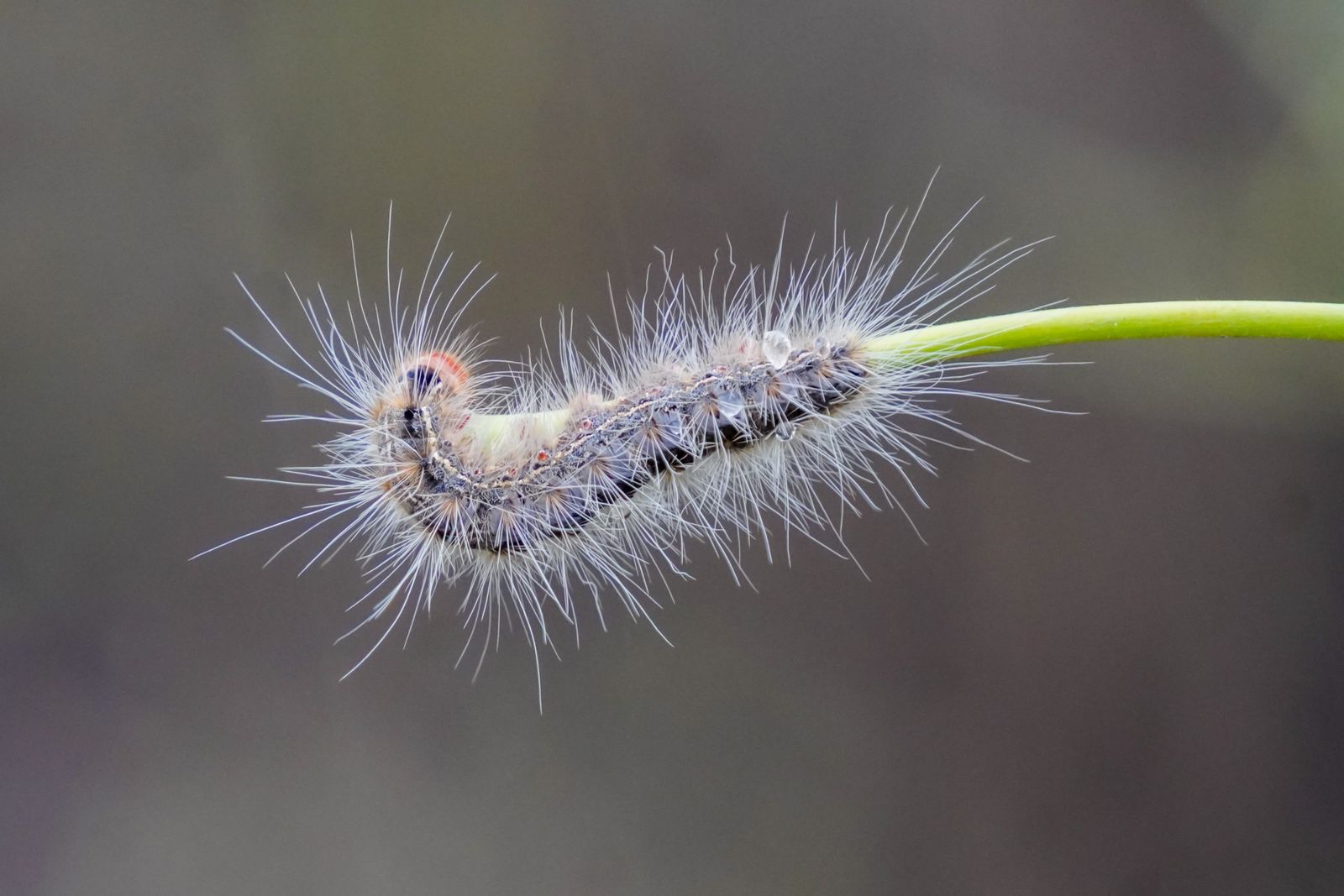 Close-up of a hairy caterpillar clinging to a green stem in a tranquil setting.