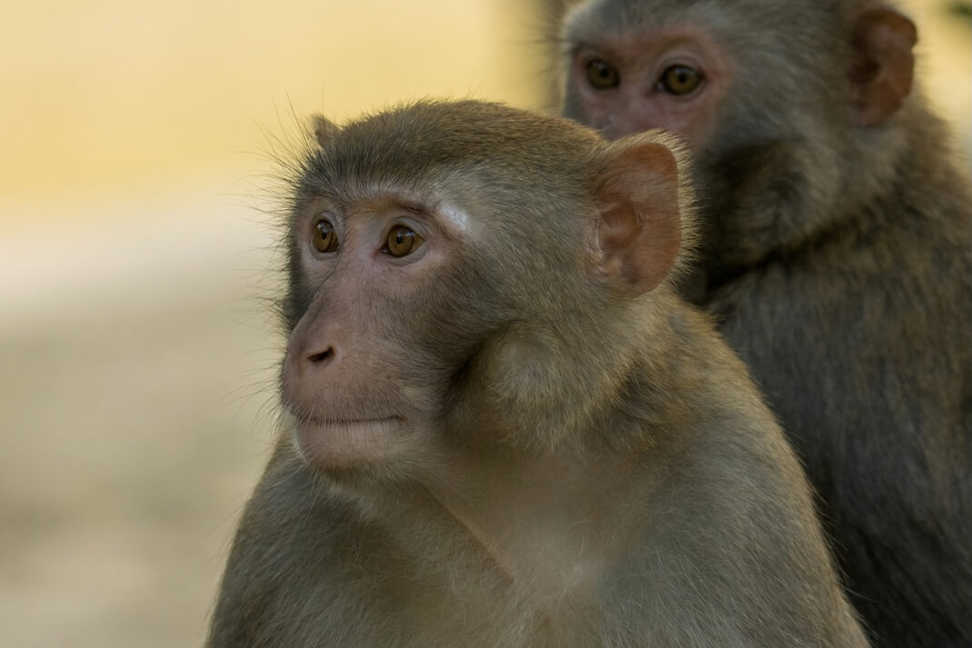 Ten animals that look cute and friendly until they feel threatened