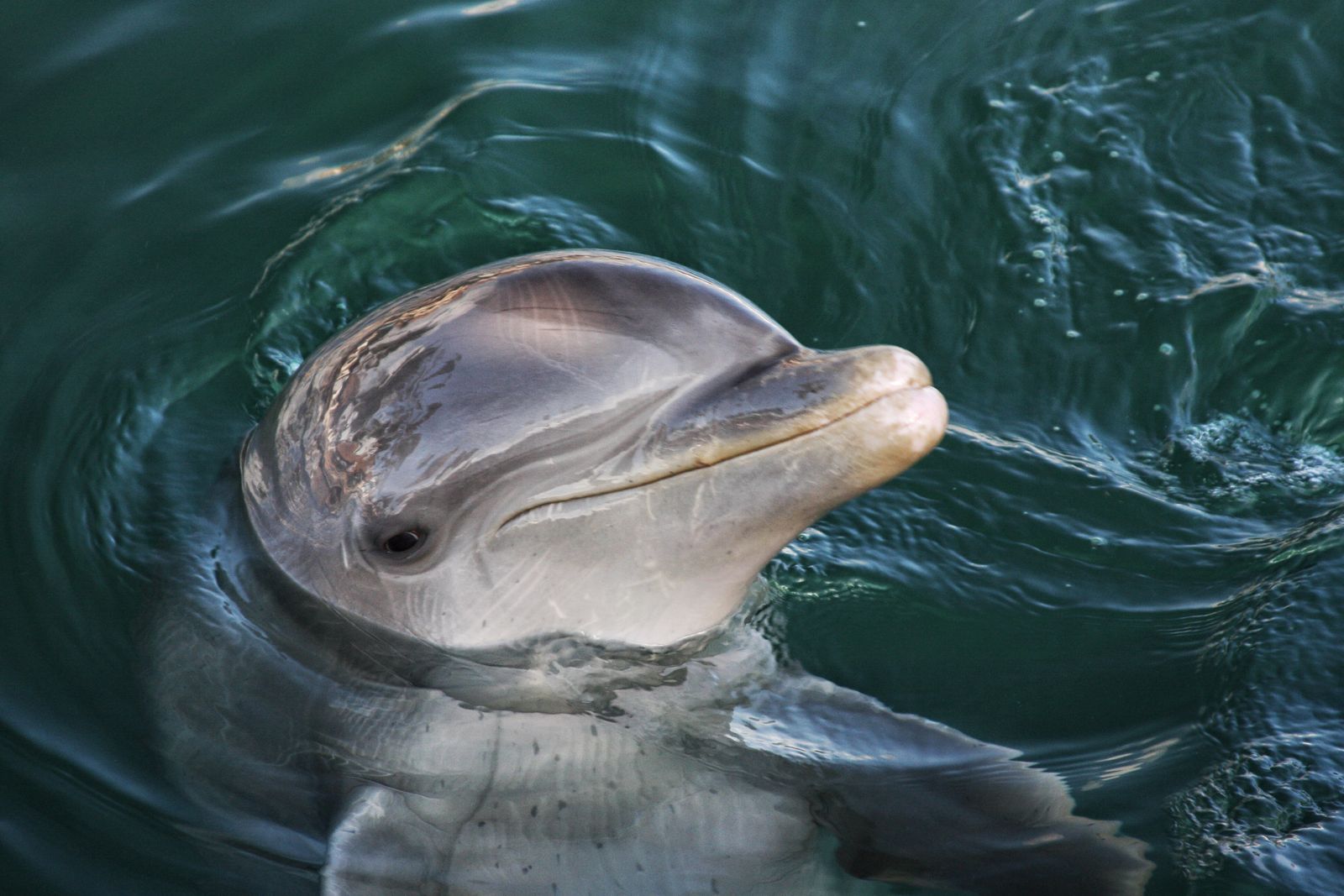 Close-up of a cute dolphin swimming in the pristine waters of Mexico, showcasing its playful nature.