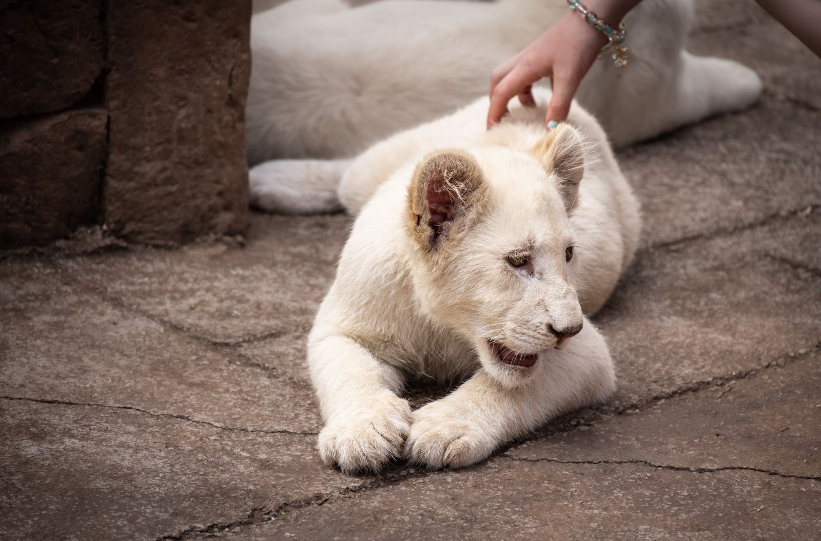 A white lion cub resting on a stone surface, gently touched by a human hand, expressing serenity and innocence.