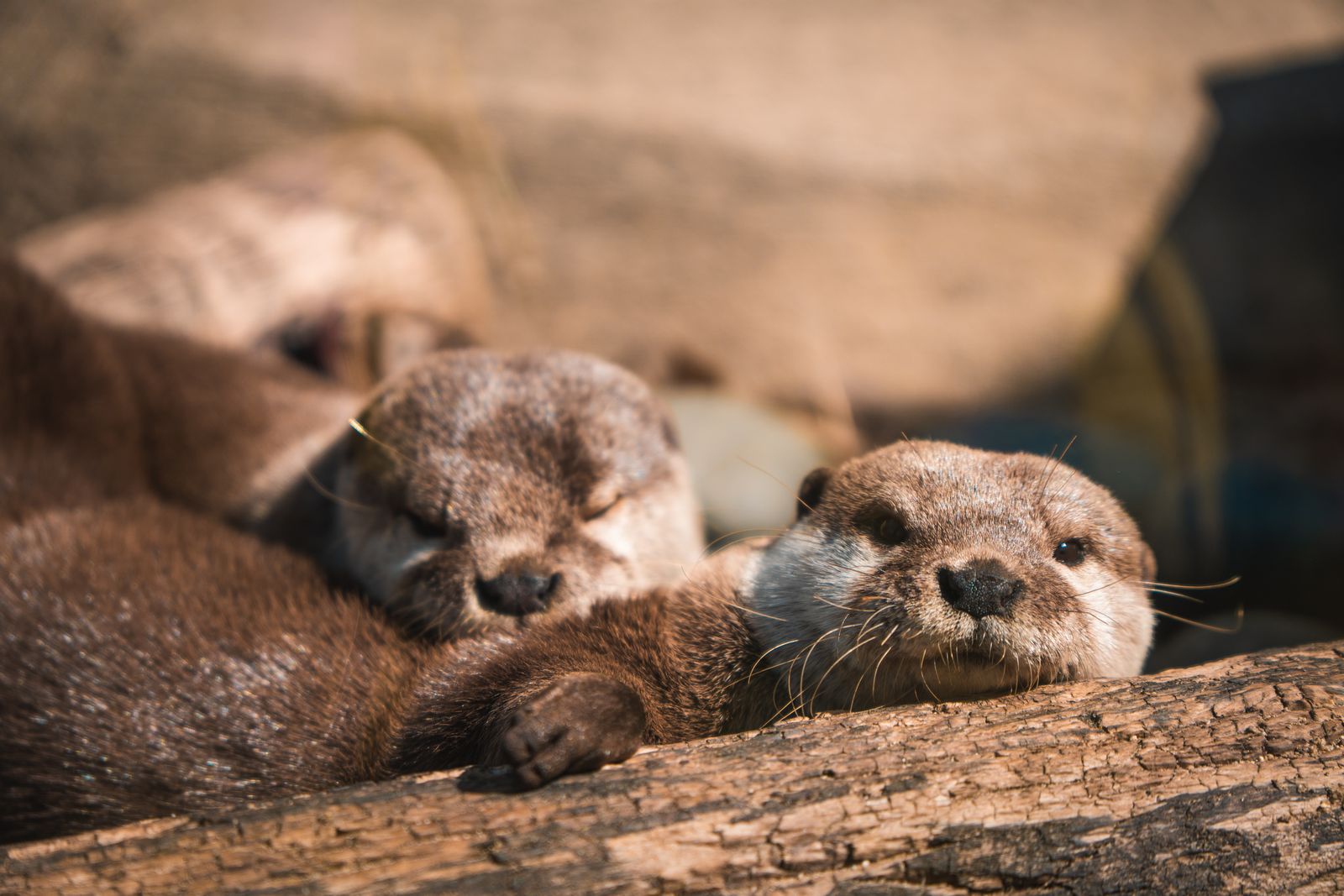 Two cute otters resting on a wooden log under the warm sunlight in Santa Barbara, CA.