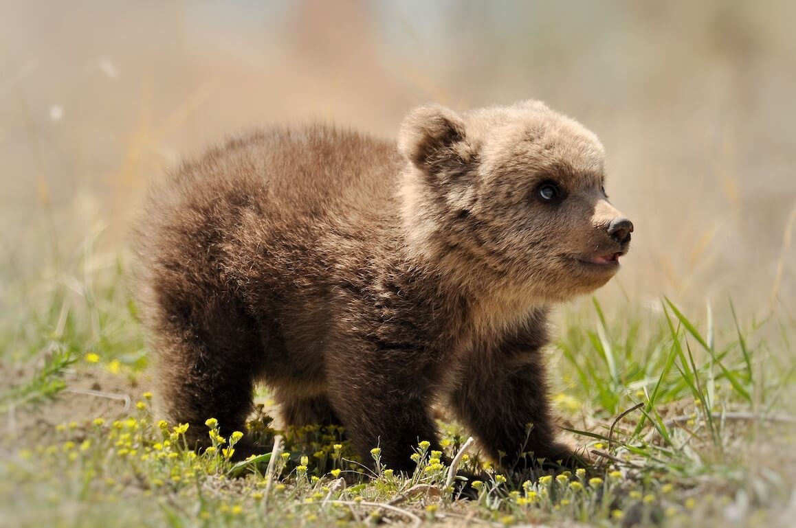 Ten animals that look cute and friendly until they feel threatened