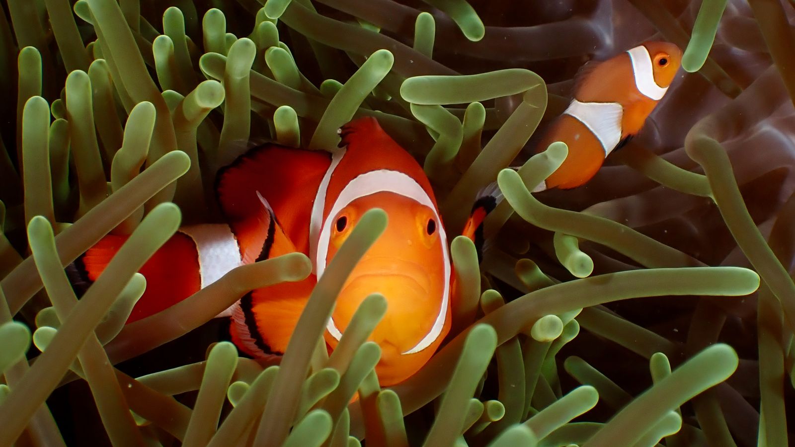 Vibrant clownfish nestled in the tentacles of a sea anemone, showcasing marine life beauty.