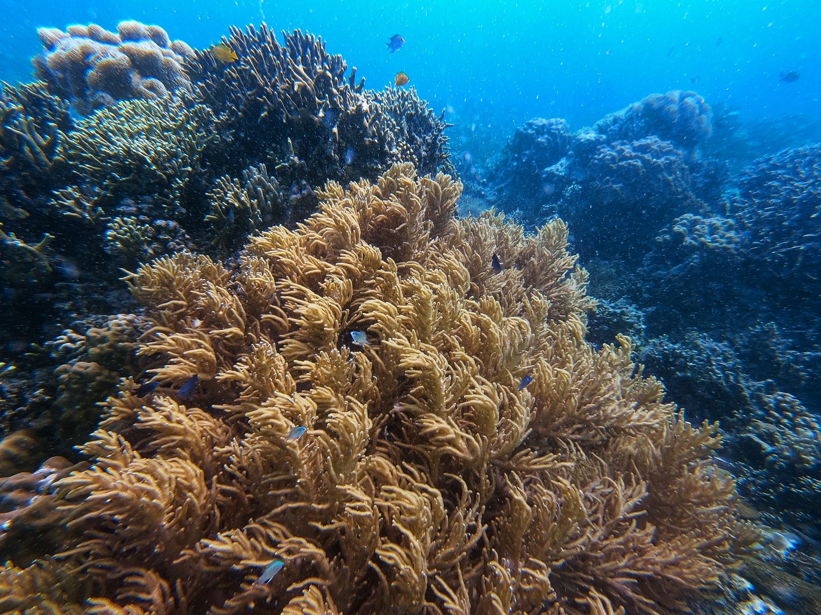 Colorful coral reef teeming with marine life in clear blue water.