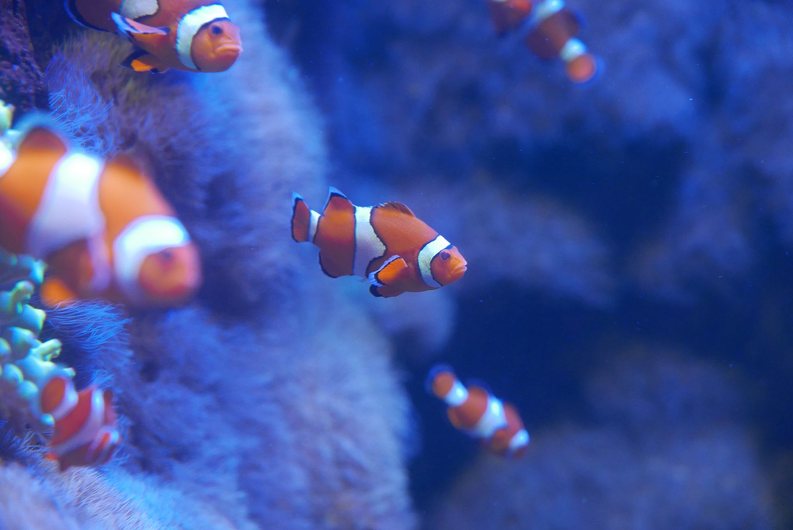 Close-up of colorful clownfish in a blue-lit aquarium, showcasing their vivid patterns and vibrant surroundings.