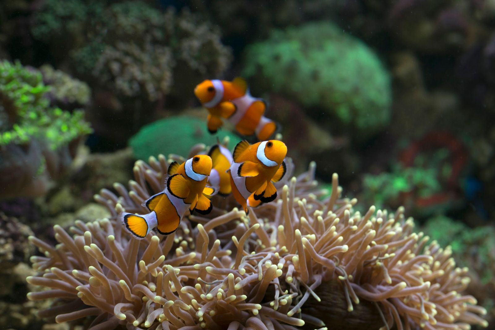 A vivid underwater scene of clownfish swimming above coral habitat in a reef.