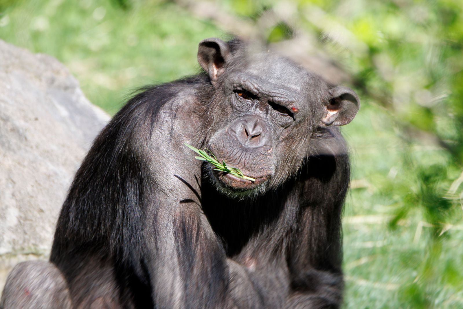 Close-up of a chimpanzee eating greenery in its natural habitat, showcasing primate behavior.